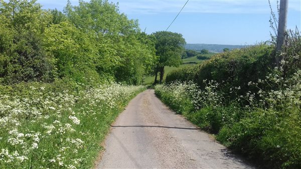 june flowers 